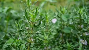 Image result for Hygrophila schulli
