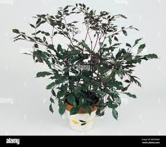 Image result for Leea