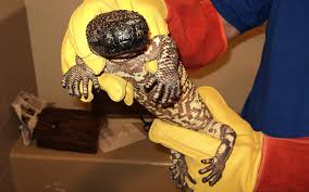 Check spelling or type a new query. Venomous Reptile Identified As Mexican Beaded Lizard News San Diego County News Center