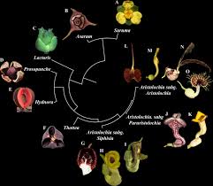 Image result for Hydnoraceae