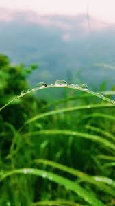 Hd wallpapers and background images. Embun Pagi Fnwulan Vsco Nature View Photo Background Images Rumput Aesthetic