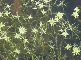 Image result for Callitriche