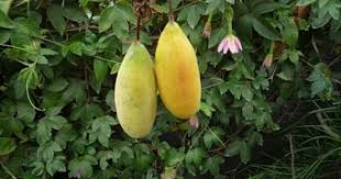 Pin On Frutas