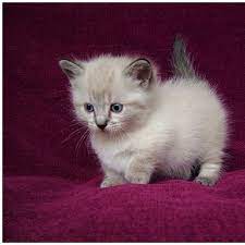 They only sell mature maine coon cats and kittens. Munchkin Cats Munchkincats Twitter