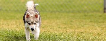 Nala, sara, teagen, lexi, & lily. German Shepherd Husky Mix Breed Facts Temperament Pet Side
