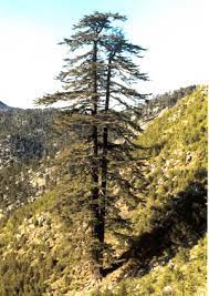 Größere vorkommen gibt es in der türkei, in syrien und im libanon. Libanon Zeder Cedrus Libani Als Waldspezialist Baumschule Fur Klimawandelgeholze