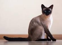 Do all Siamese cats have blue eyes? If so, why do they turn ...