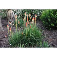 Image result for Kniphofia princeae