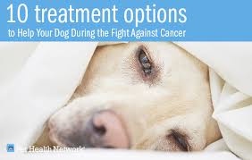 In a study that looked at 139 dogs with an untreated nasal carcinoma, the median survival time, meaning the dog with the lifespan that fell in the middle of all of the results, survived 95 days. 10 Treatment Options To Help Your Dog During The Fight Against Cancer