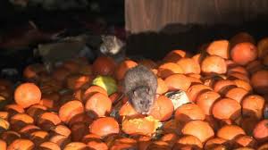 Pest control in east waterboro me La Ranked 2nd Most Rat Infested City In Us Orkin Pest Control Service Abc7 Los Angeles