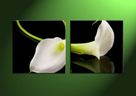 White blood rose macro flower wall print poster fr. 2 Piece Canvas White Flowers Pictures