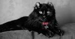Beautiful Black Cat Breeds | PetCareRx