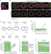 The general cytological events and several conserved molecular factors involved in matsumura, f. Cytokinesis In Vertebrate Cells Initiates By Contraction Of An Equatorial Actomyosin Network Composed Of Randomly Oriented Filaments Elife