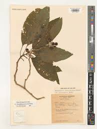 Image result for Discopodium penninervium