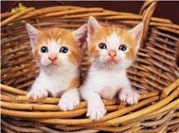 Coolpetz Social Pet Network Kedilerde Dis Degistirme Donemi Kedi Coolpetz Baby Animals Kittens Cutest Cute Cats And Kittens