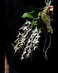 Image result for Aerangis montana