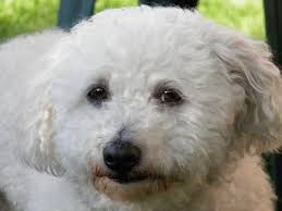 From the waves on a doodle to the tight spirals of an irish water spaniel, curly coats continue to charm dog lovers the world over. White Curly Haired Dog Breeds Cheap Buy Online