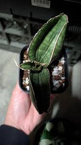 Image result for Sansevieria sinus-simiorum