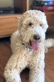 Our doodle puppies are raised in a loving environment where we pay special attention to early socialization. Looking To Adopt A Pet Here Are 7 Lovable Pups To Adopt Now In Houston