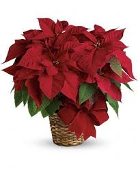 Poinsettia Christmas Flowers Poinsettia Plant Christmas Flower Arrangements