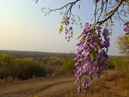 Image result for Bolusanthus
