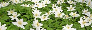 (kristi himmelfartsdag) gesetzlicher feiertag (landesweit) | brückentag (fr). Kor Selv Pa Kristi Himmelfartsferie