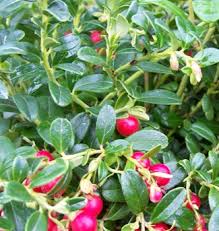 Image result for Vaccinium stanleyi