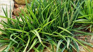 Image result for Sansevieria dooneri