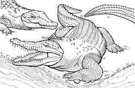 Download free baby crocodile coloring page picture. Free Printable Crocodile Coloring Pages For Kids