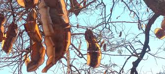 Image result for Entada abyssinica