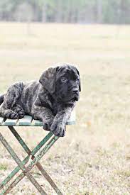 Pin By Elizabeth Davis On Cute Puppies Mastiff Puppies English Mastiff Puppies Puppies