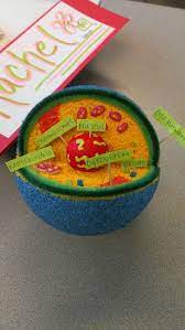 You will initially start with a 100 for your project they are to make a cell using common household or craft materials. Pin By Rw Barker On Science Activities Cells Project Animal Cell Project Animal Cells Model