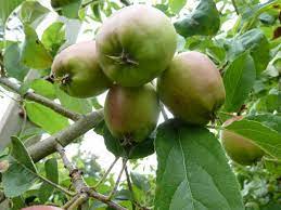Maybe you would like to learn more about one of these? 15 Tree Fruit And Nuts Nc State Extension Publications