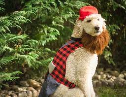 Lumberjack Halloween Dog Costume Dog Halloween Costumes Lumberjack Halloween Dog Halloween