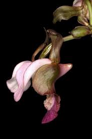 Image result for Eulophia horsfallii