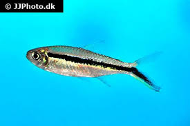 Image result for Tetradenia bainesii