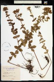 Image result for Hypericum aethiopicum