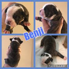Developed during the 1970s review how much olde english bulldogge puppies for sale sell for below. Old English Bulldog Puppies For Sale Zimmerman Mn 283729