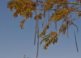 Image result for Cassia sieberiana