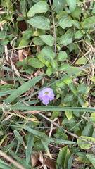 Image result for Asystasia hedbergii