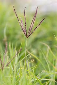 Image result for Orthosiphon thymiflorus