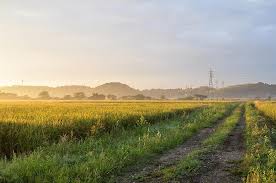 The independent a cappella group, senme, wi. Morning Paddy Field The Kanto Plain Furrow Road Road Countryside Light Rice Usd Autumn Plant Pikist