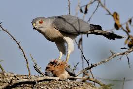 Birds Of Prey Cape Cod Ma Pin On Exotic Birds Of Paradise