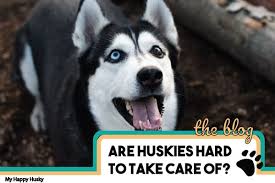 Are Huskies Hard To Take Care Of What You Must Know My Happy Husky