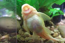 The Official Guide On How To Breed The Bristlenose Pleco Fishforums Com Here Is A Picture Of A Gravid Pregnant Female Bris Plecostomus Fish Freshwater Fish