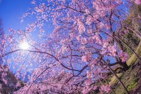 One of the most beautiful varieties of small weeping trees is the weeping cherry tree. Bud Of The Image Of The Weeping Cherry Tree Stock Image Image Of Flower Special 171795051