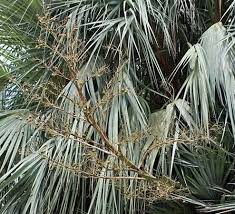 Image result for Nannorrhops ritchieana