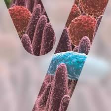 Humanpathogene adenoviren werden der gattung mastadenovirus (familie adenoviridae) zugeordnet und als humanes mastadenovirus a bis g bezeichnet. Adenovirus F 40 41 Mikrooek De