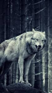 Ultra Hd Lone Wolf Wallpaper 4k Warrior and his wolf in the snow. ultra hd lone wolf wallpaper 4k