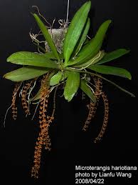 Image result for Chamaeangis